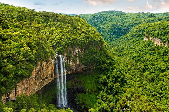 Amazon Rainforest