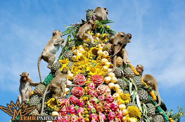 جشنواره میمون ها،تایلند-مهرپرواز