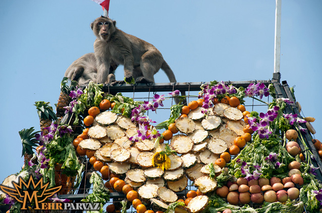 جشنواره میمون-ها-تایلند،مهرپرواز