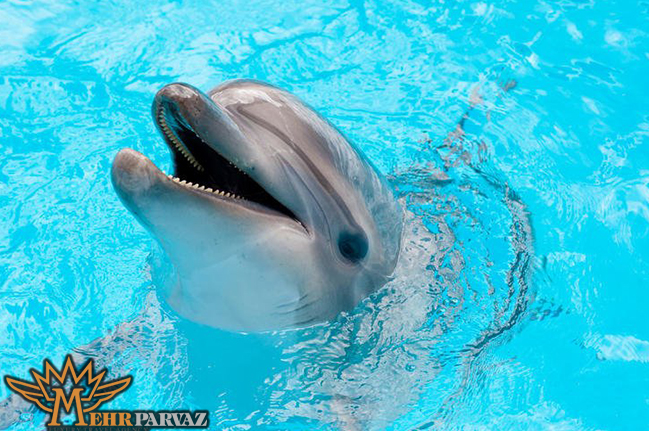 زمان های مناسب برای بازدید از پارک دلفین های مارماریس