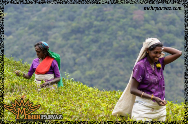 سریلانکا، یکی از صادرکنندگان بزرگ چای به جهان